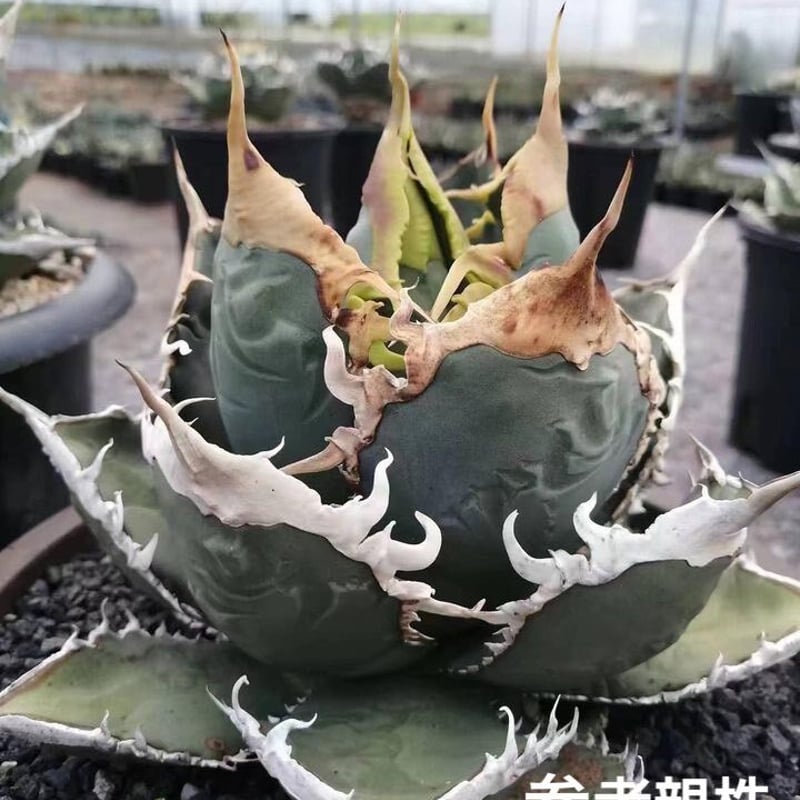 アガベ チタノタ 狼人(メリクロン株) | PLANET ROCK PLANTS