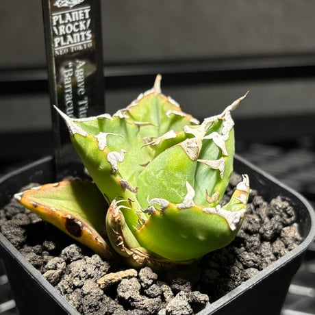 ロック　アガベ アガベ ミスターリップル Mr Ripple 新築祝い ドライガーデン ロック