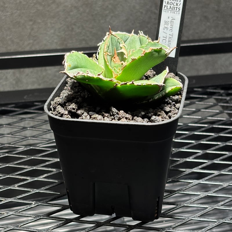 K63C129】【 蚩尤 / TC 】※発根済み | PLANET ROCK PLANTS