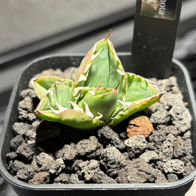 P*★様 COK CG01アガベ PLANET ROCK PLANTS 発根済み 59IN180】【 COK/CG01 】※発根済み | PLANET ROCK PLANTS