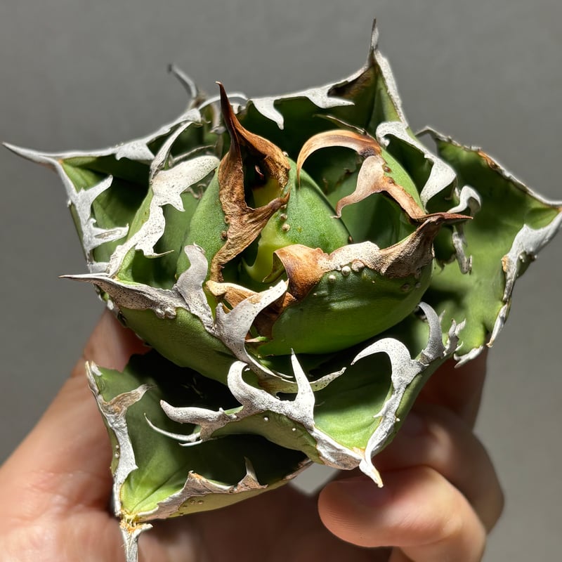 O62IN184】【 COK/CG01 】※未発根株 | PLANET ROCK PLANTS