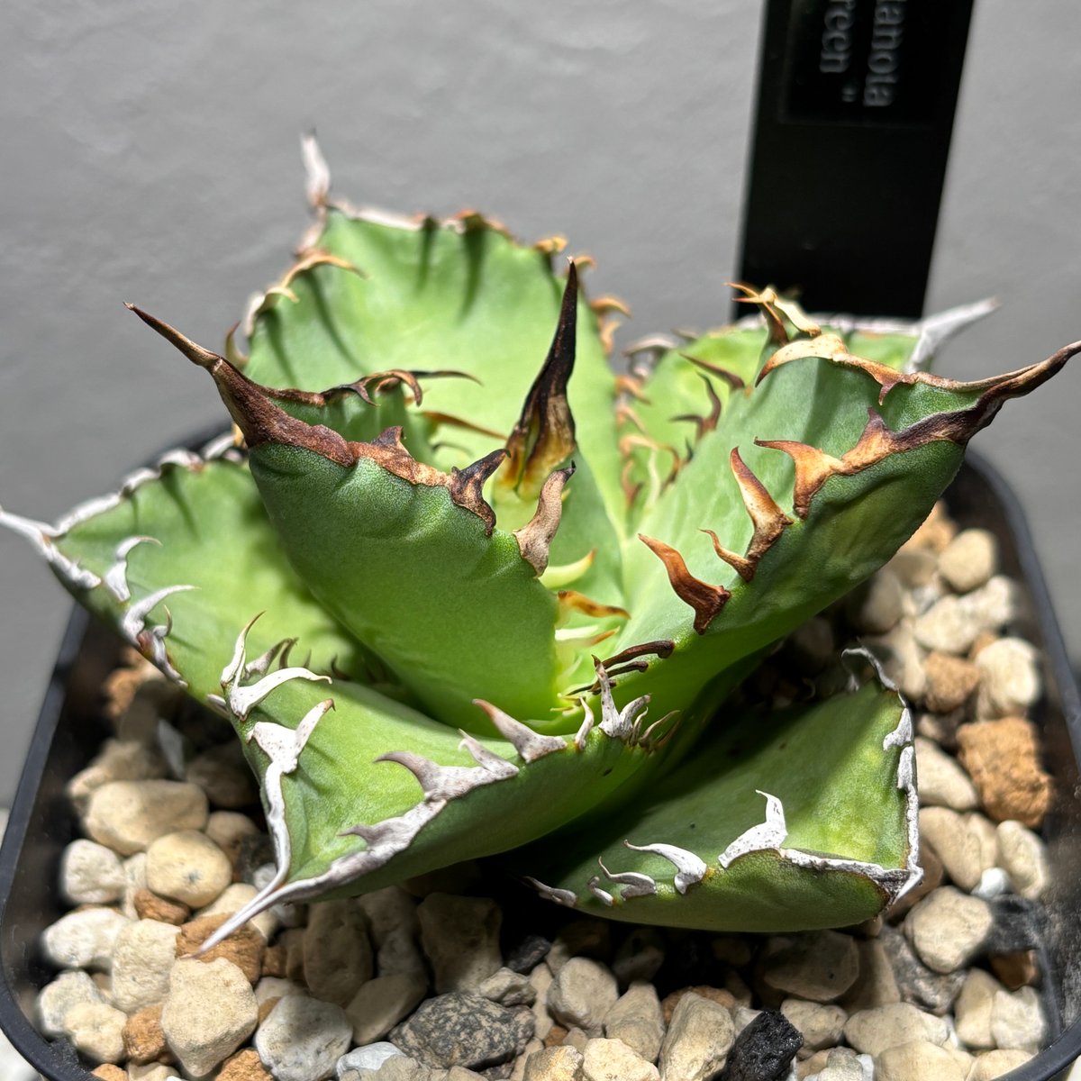 59IN212】【 ライムグリーン 】※発根管理株 | PLANET ROCK PLANTS