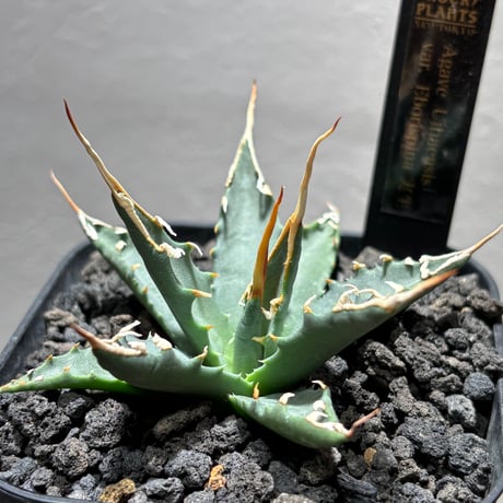 STORES 植物の検索結果