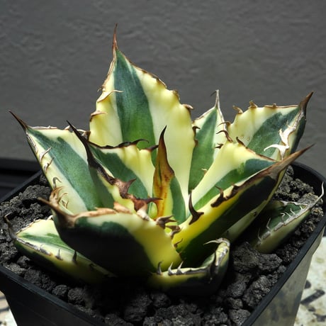ロック　アガベ PLANET ROCK PLANTS