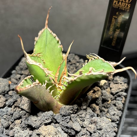 【goodraniku】激レア　ハイブリッド　血雷×姫厳竜 姫厳竜 | STORES