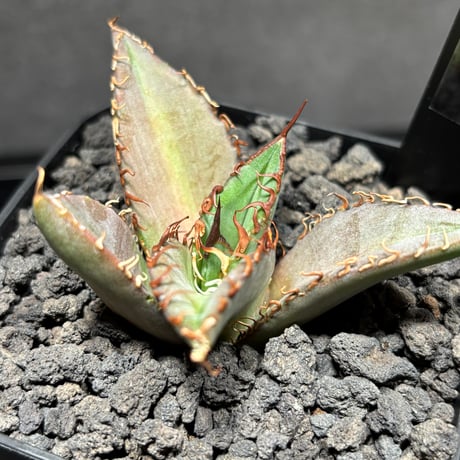 アガベチタノタ | STORES