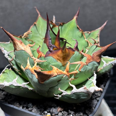 PLANET ROCK PLANTS