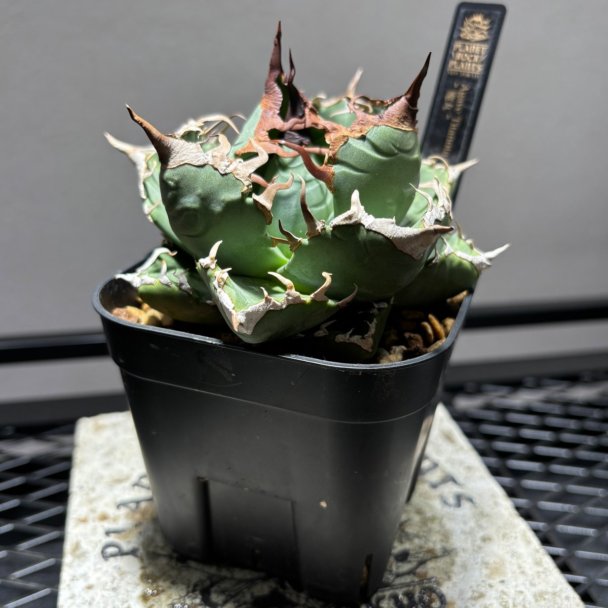 511C164】【 魔丸 】※発根管理株 | PLANET ROCK PLANTS