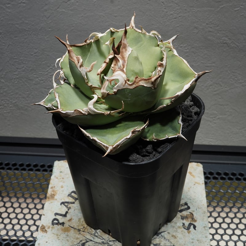 330】【 Axe 】※発根済み | PLANET ROCK PLANTS