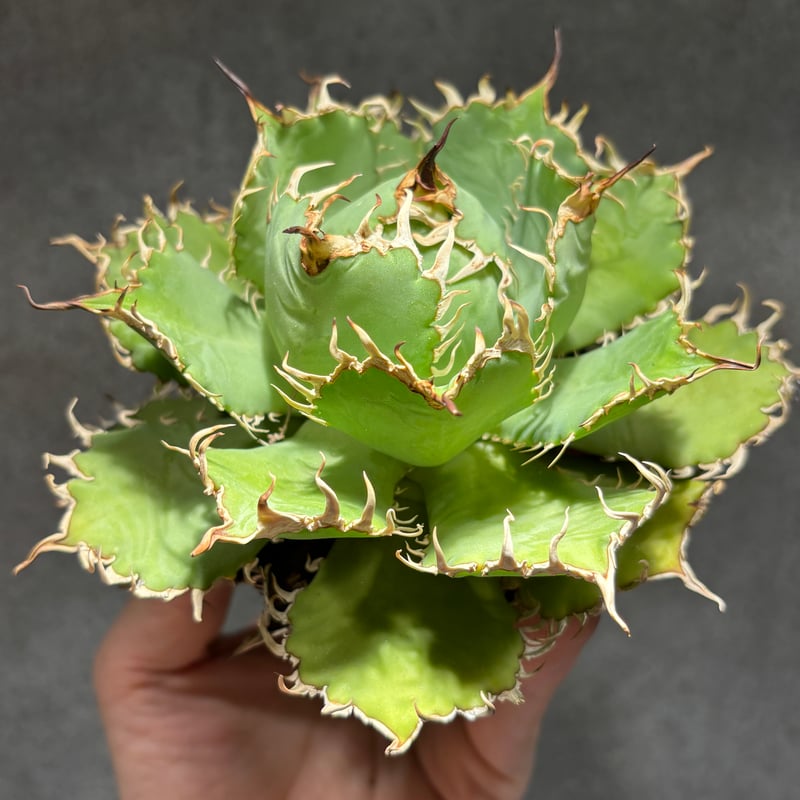 C43】【圓葉拇指/フィリグリー】※未発根株 | PLANET ROCK PLANTS