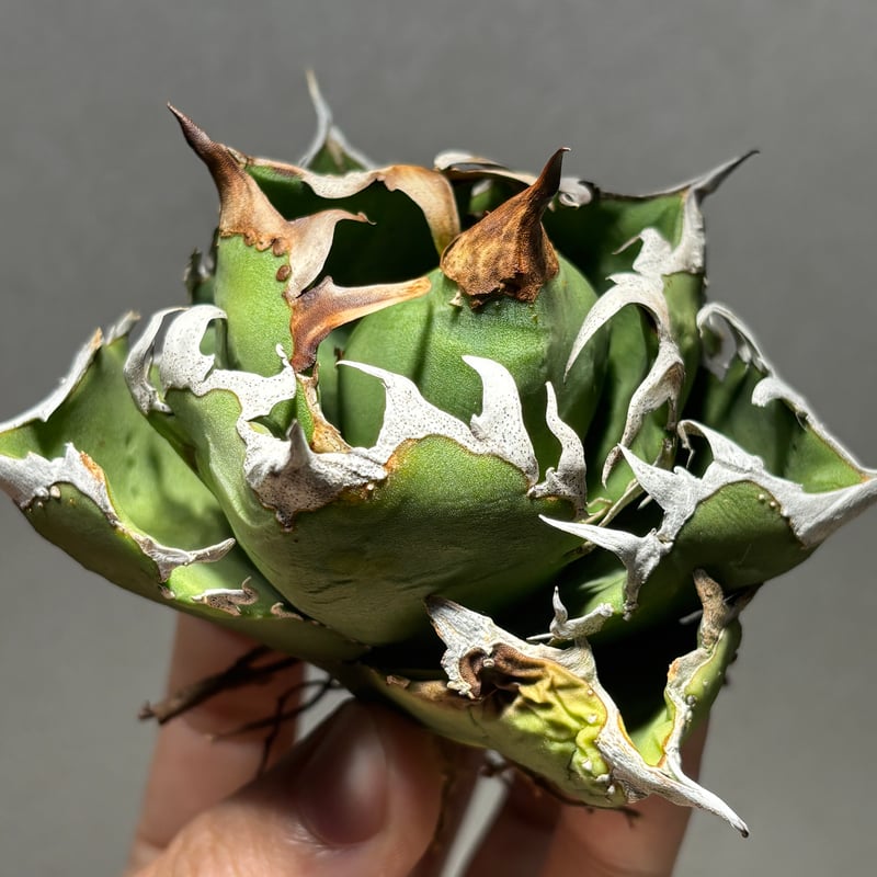 O62IN184】【 COK/CG01 】※未発根株 | PLANET ROCK PLANTS