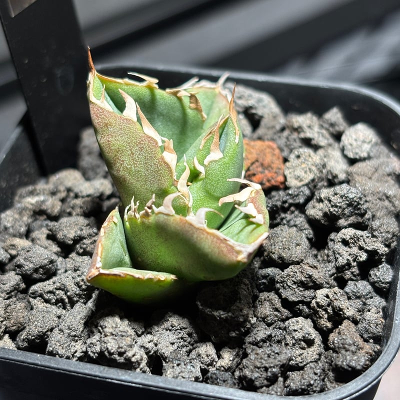 アガベ　COK cg01 発根済み 59IN180】【 COK/CG01 】※発根済み | PLANET ROCK PLANTS