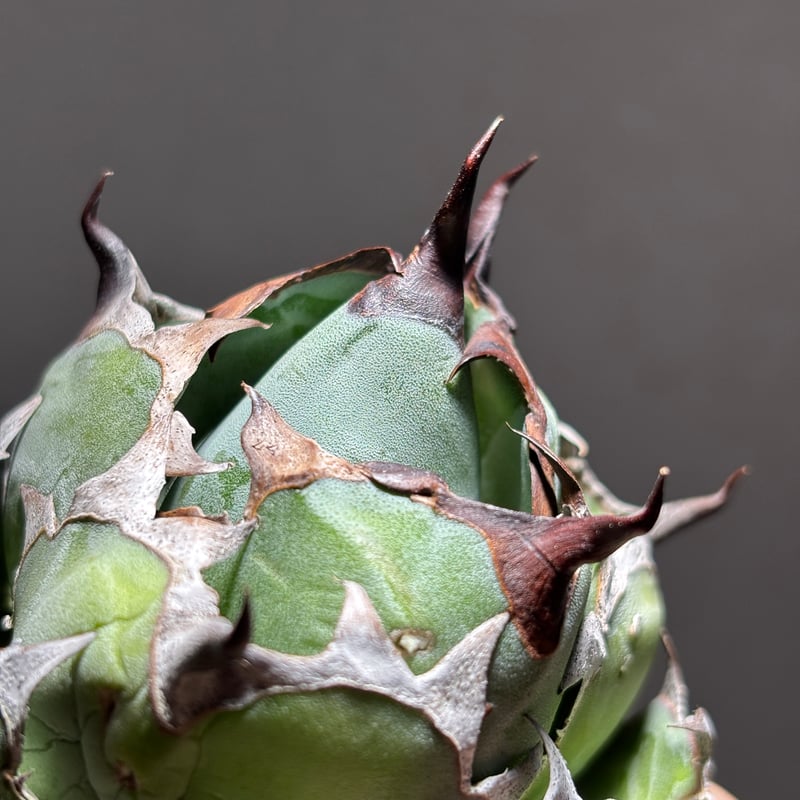 O62IN052】【 Black and Blue 】※未発根株 | PLANET ROCK