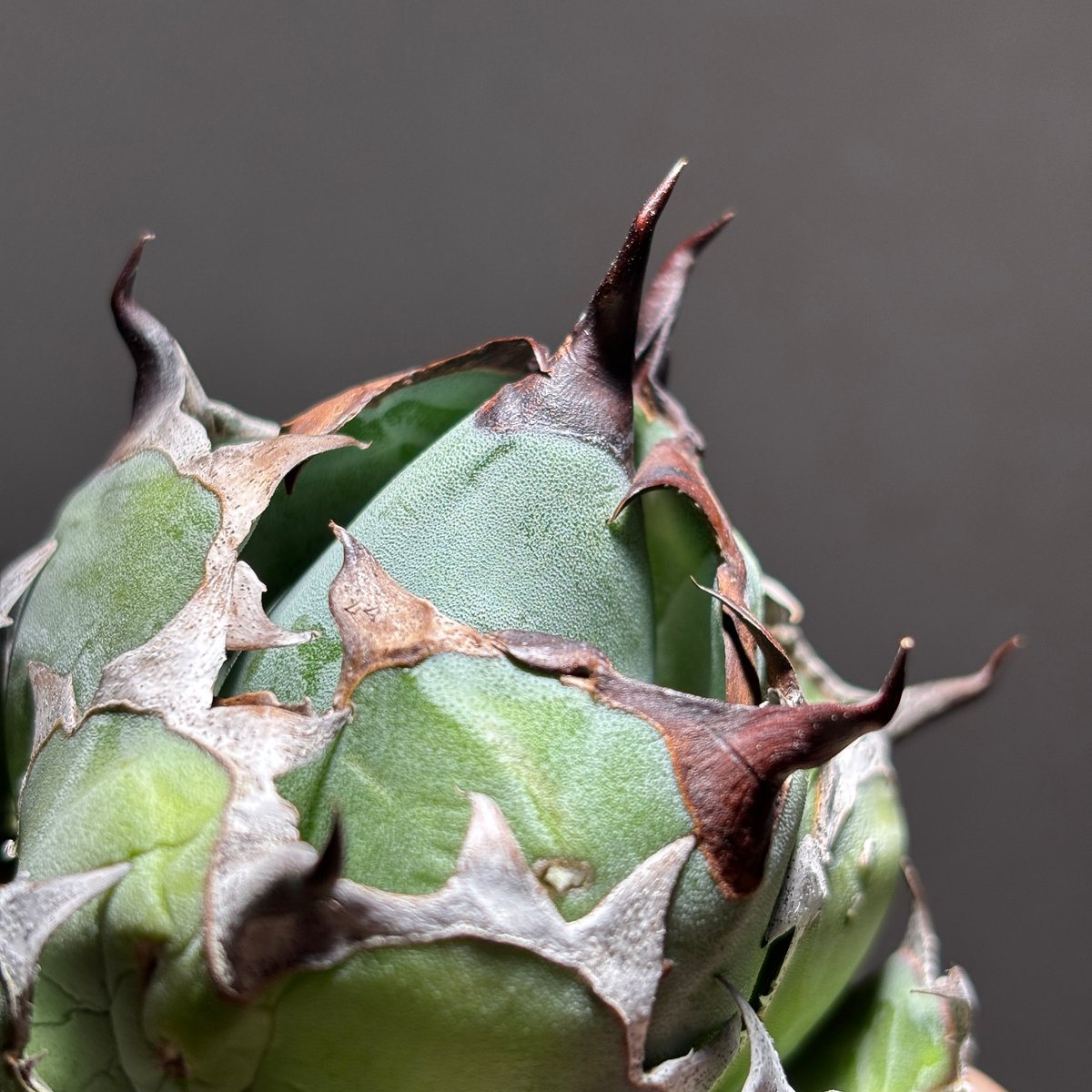 O62IN052】【 Black and Blue 】※未発根株 | PLANET ROCK