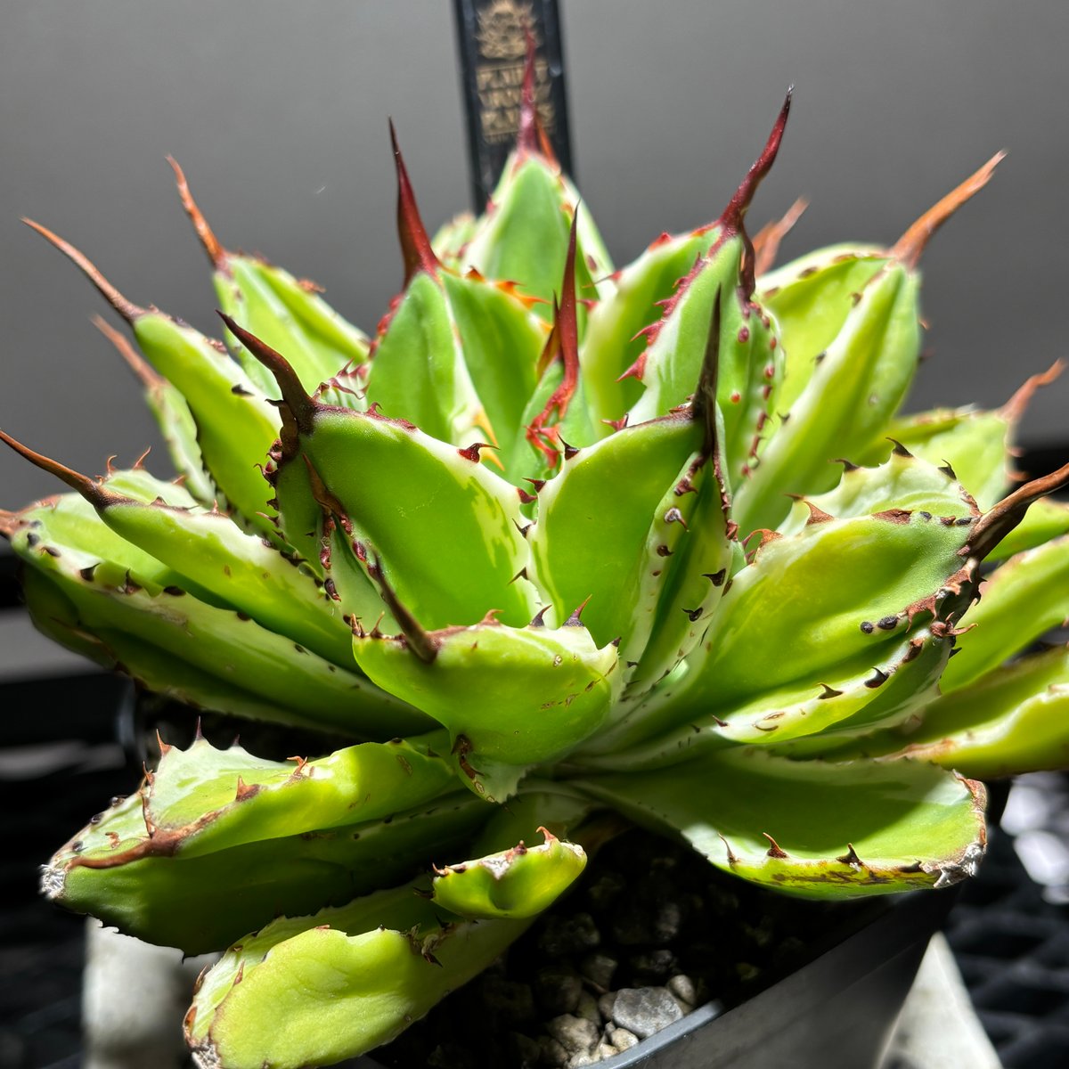 O55C187】【 キュービック錦 】※発根済み | PLANET ROCK PLANTS