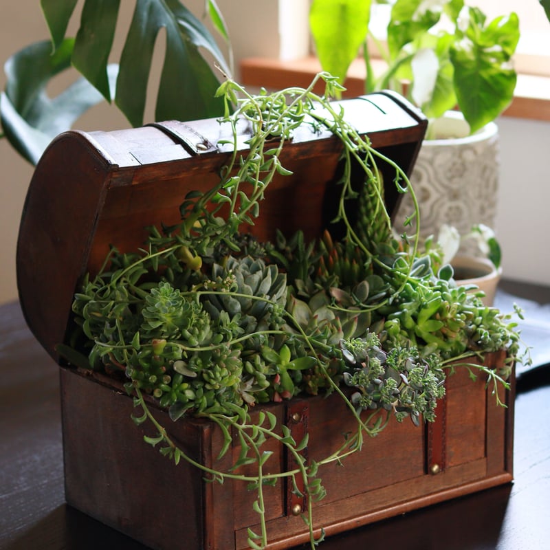 トレジャーボックスポット LL ブラウン | Naratan-no-omise