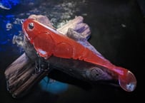 【新価格】【通常送料￥200 】【￥3,000以上送料無料 】【スカッパノン】add.swim type-B  －overdrive－