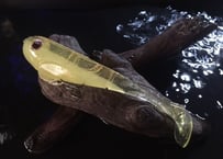 【新価格】【通常送料￥200 】【￥3,000以上送料無料 】【黄色】add.swim type-A  シャルトリューズ ジョーヌ