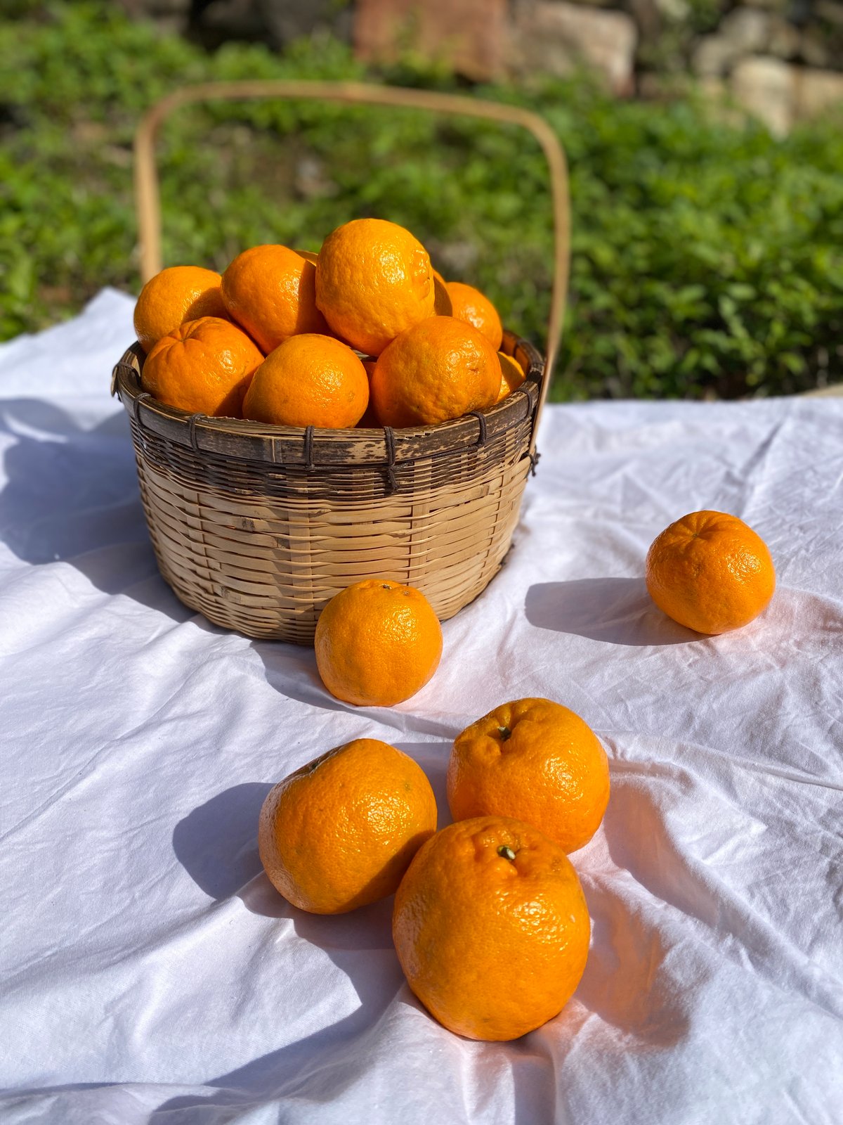 家庭用】屋久島産ぽんかん | おのぼり農園