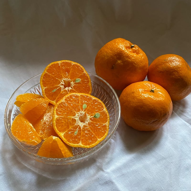 贈答用】屋久島産ぽんかん 5kg | おのぼり農園