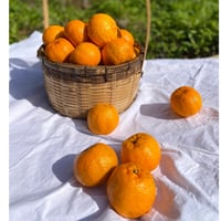 ぽんかん様　５台まとめ購入専用ページ 2021年初出荷 上果園の男気ぽんかん5kg 送料無料