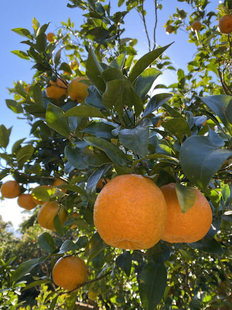 完熟　屋久島ぽんかん✨　世界遺産の島　秀品　１０キロ 完熟 屋久島ぽんかん✨ 世界遺産の島 秀品 10キロ 完熟 屋久島ぽん