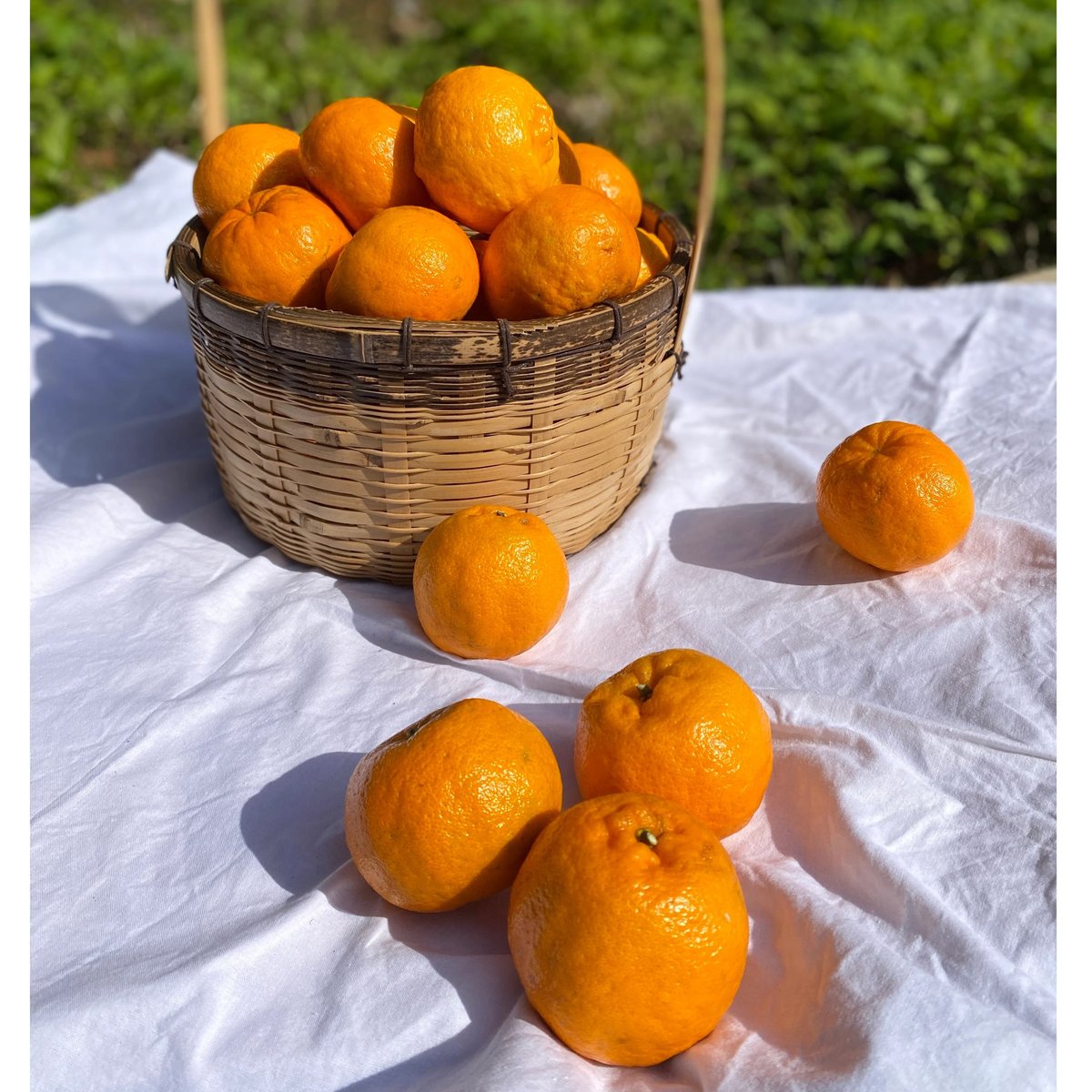 ぽんかん　９台まとめ購入 家庭用3kg】屋久島産ぽんかん | おのぼり農園