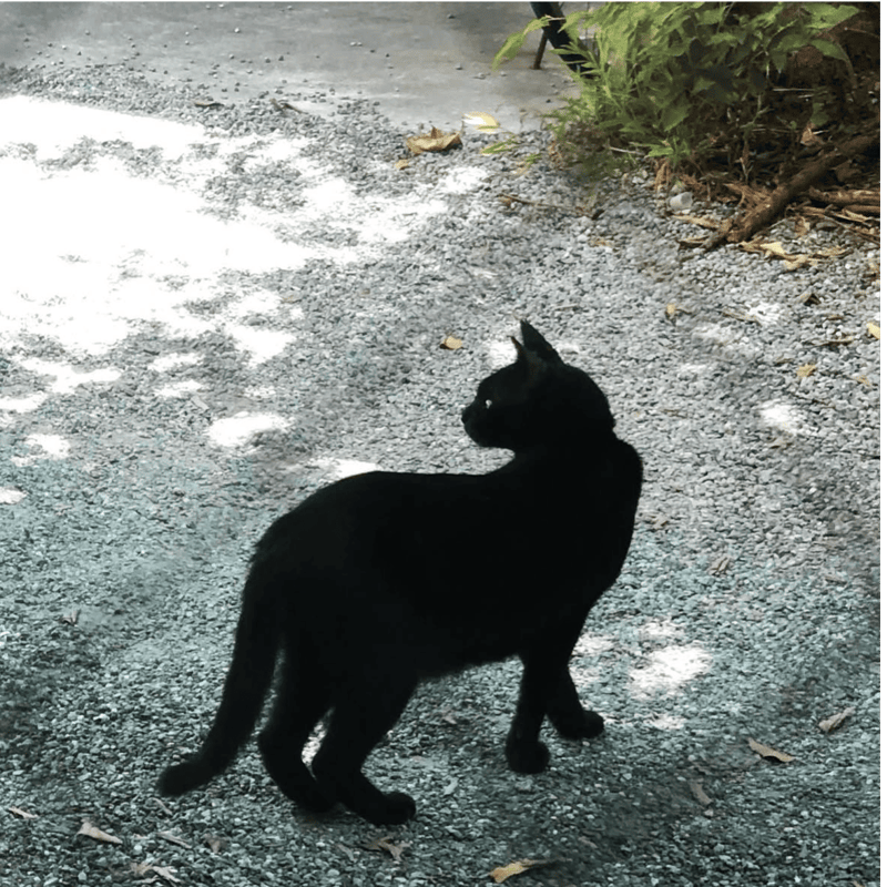 鎌倉小町通りの路地裏komachi nekoのサブレ 〜猫缶〜 | basic
