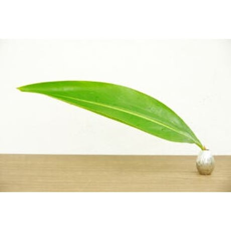 純錫一輪挿し　イジュ（口細）｜金細工まつ