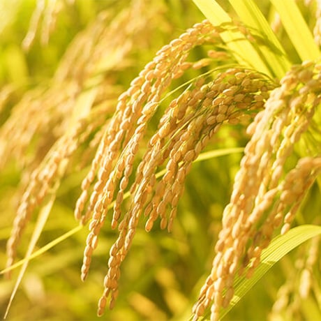 自然界栽培米　コシヒカリ　玄米　１㎏