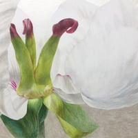 雲ケ畑　春　白昼