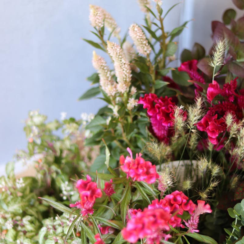 花苗セット 秋のお花 セロシア ピンク系 | Asahina Garden