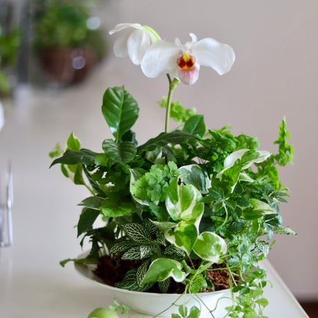 パフィオペディルムと観葉植物のブリコラージュフラワー