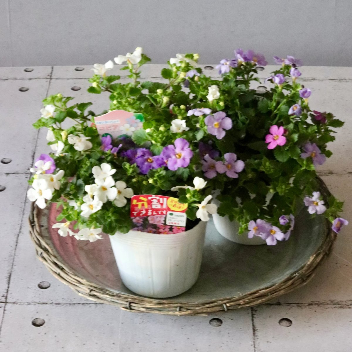 花苗セット プリムラジュリアン ヴィンテージフリルのリース | Asahina