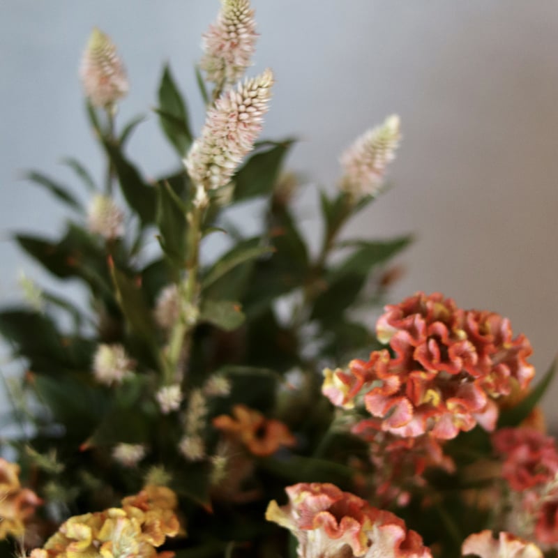 秋　中華花　オレンジ　猫　5個セット 秋 中華花 オレンジ 猫 5個セット 猫 猫 花