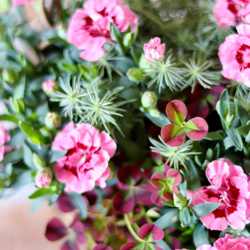 Mother's Day カーネーションのバスケットブリコラージュフラワー