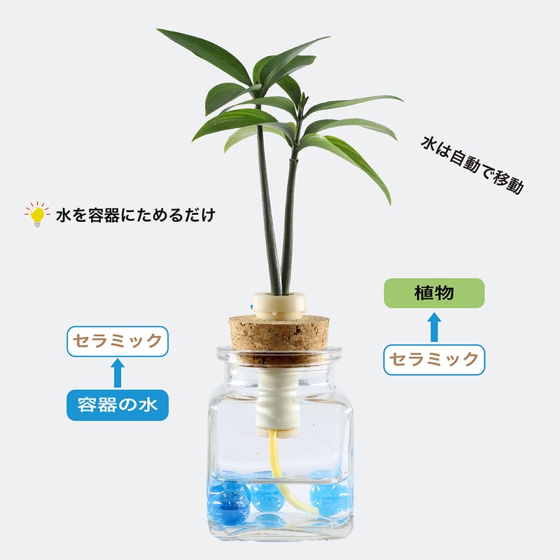 槇(マキ)の木」と『カクビン』 1個 | G−STICK