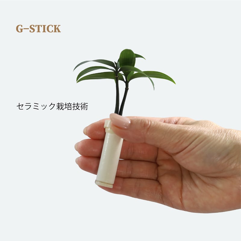 梛(ナギ)の木」と「たまり石」 | G−STICK