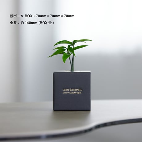 VERT ÉTERNEL 【Ash Box】Nanten -南天-