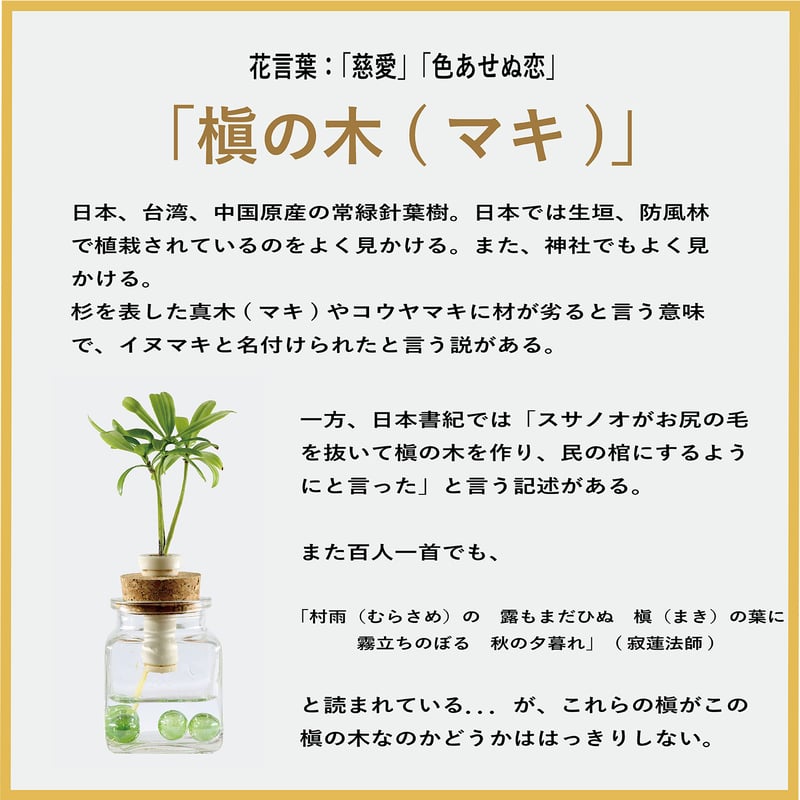 槇(マキ)の木」と『カクビン』 1個 | G−STICK