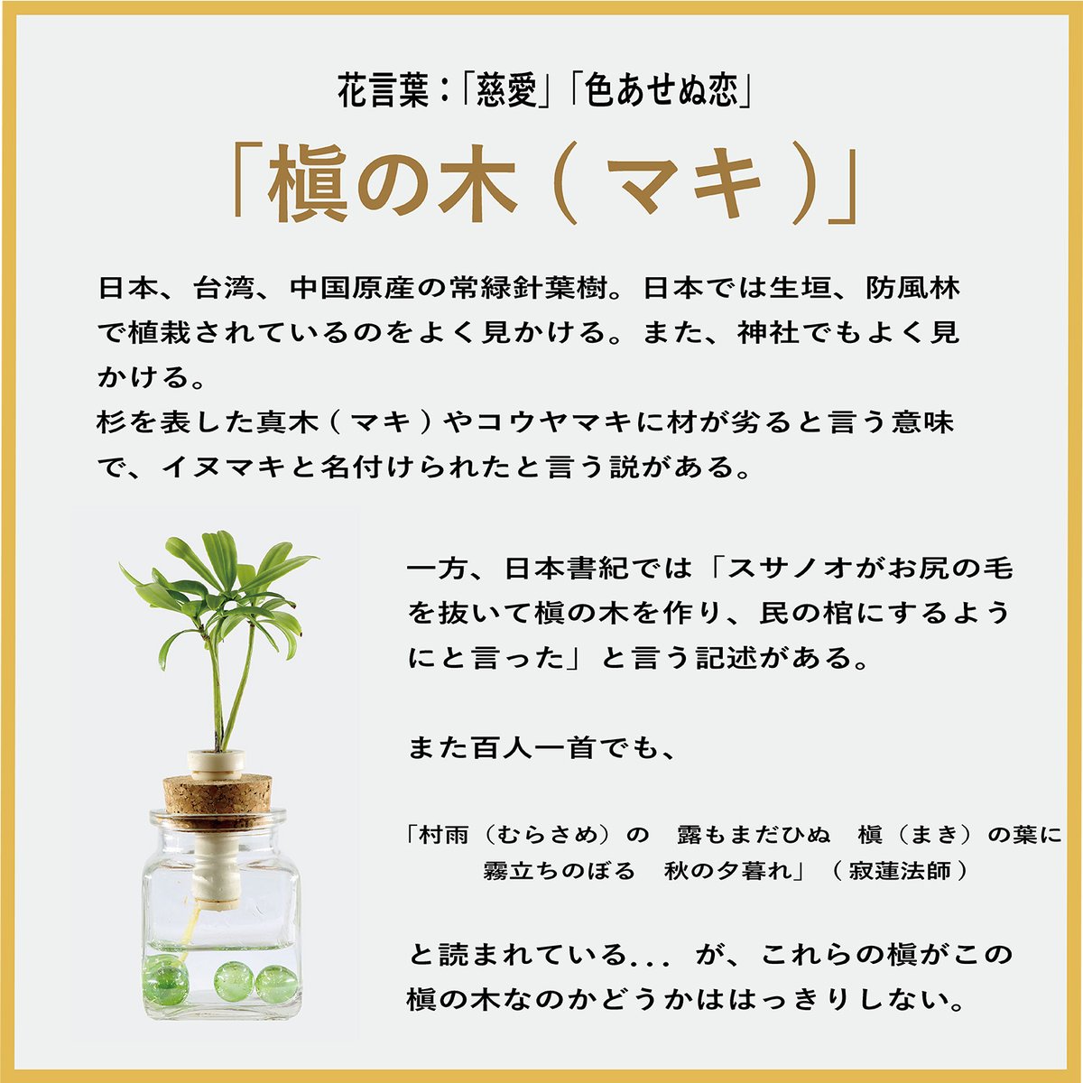 槇(マキ)の木」と『カクビン』 1個 | G−STICK