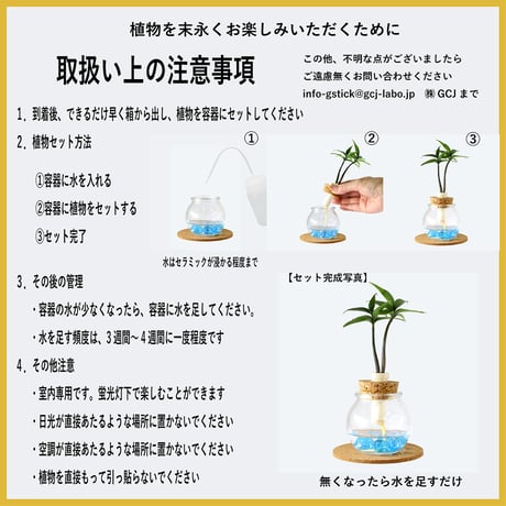 「梛(ナギ)の木」「槇(マキ)の木」と『タマビン』 2個