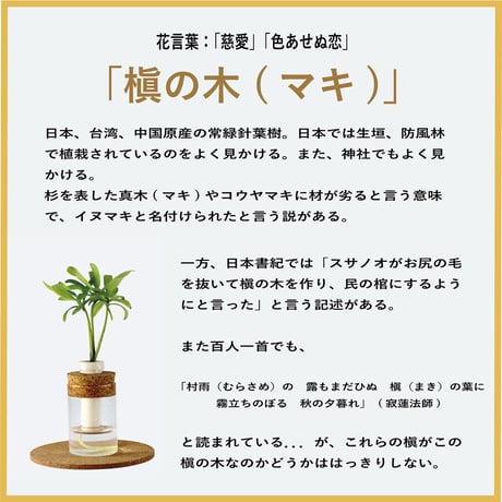 「梛(ナギ)の木」「槇(マキ)の木」と『理系ガラス瓶』2個
