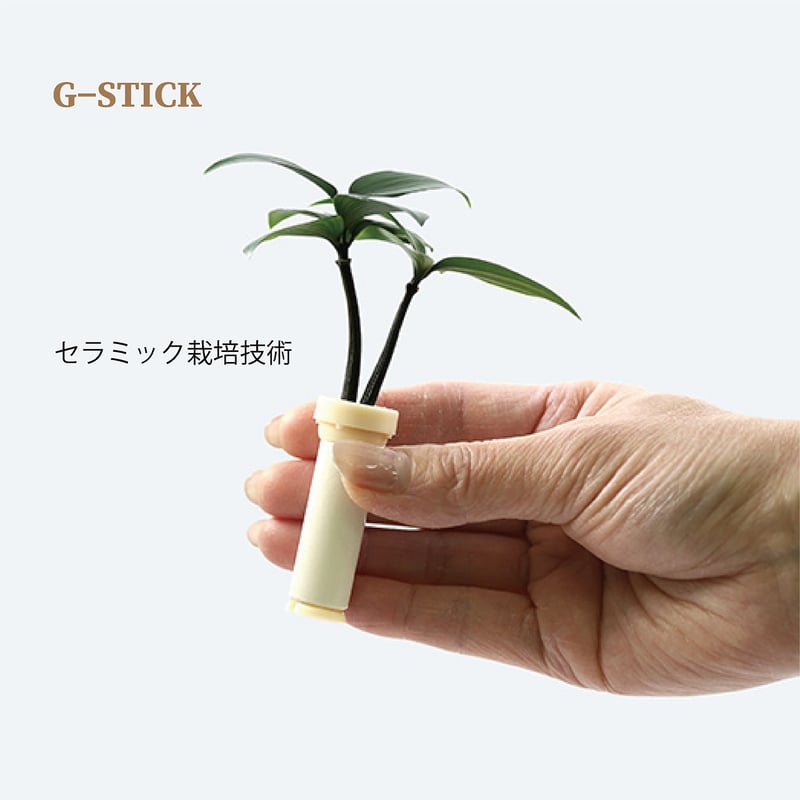 梛(ナギ)の木」と「二輪円筒水盆器 竹」 | G−STICK