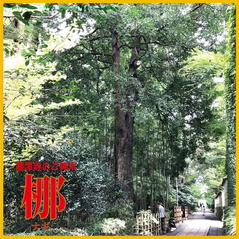 梛(ナギ)の木」と「たまり石」 | G−STICK