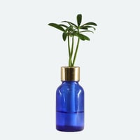 【G-STICK】 観葉植物 マキの木（槇 慈愛/色褪せぬ恋） Earth Bottle - Roumd｜セラミック栽培（土なし・自動給水）｜水やり簡単 インテリアグリーン