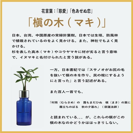 【G-STICK】 観葉植物 マキの木（槇 慈愛/色褪せぬ恋） Earth Bottle - Oval｜セラミック栽培（土なし・自動給水）｜水やり簡単 インテリアグリーン