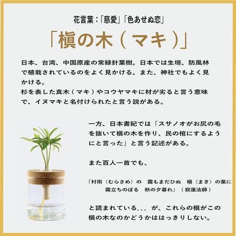「槇(マキ)の木」と『円筒ガラス瓶』1個