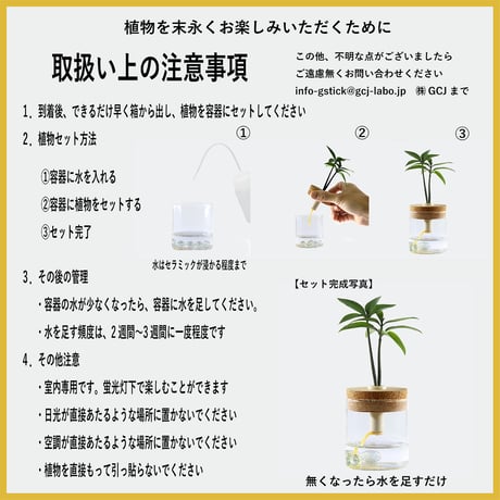「槇(マキ)の木」と『円筒ガラス瓶』1個
