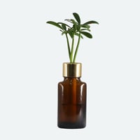 【G-STICK】 観葉植物 マキの木（槇 慈愛/色褪せぬ恋） Earth Bottle - Oval｜セラミック栽培（土なし・自動給水）｜水やり簡単 インテリアグリーン
